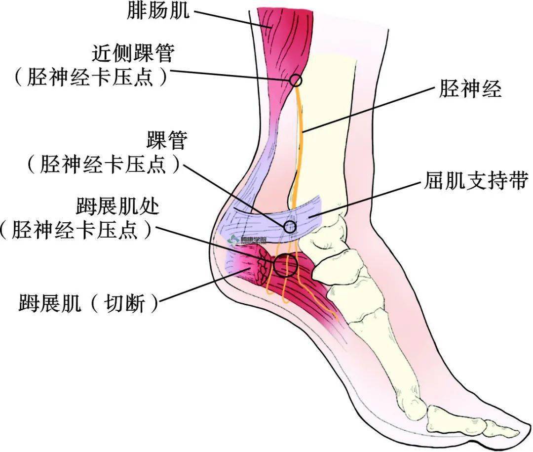 膝状神经节解剖图图片