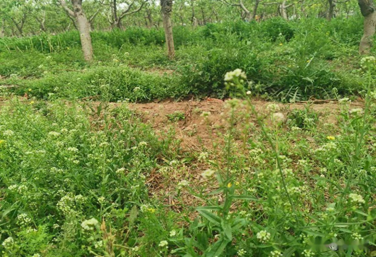 學會這些技術,讓你的桃園生態更美麗_土壤_進行_果園