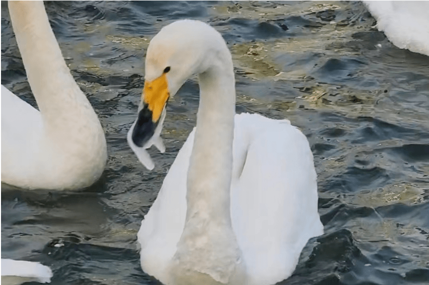 库尔勒这只天鹅嘴被冻住抢不到食_同伴_廖婷婷_审核