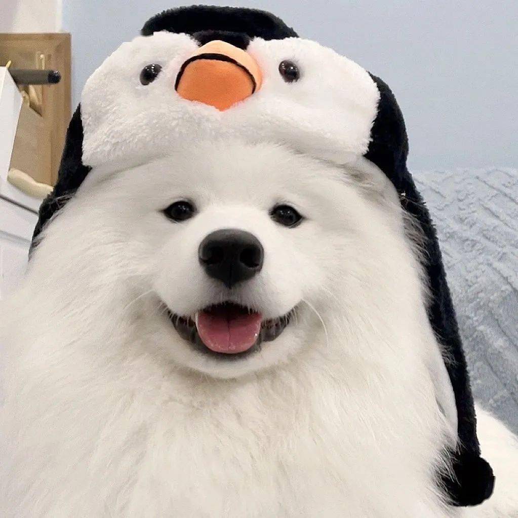 头像| 精选高质量头像_meme