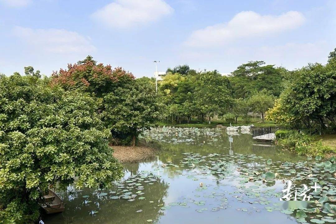 望牛墩水乡公园增设自然教育路径,打造"绿美广东"示范点_生态_文明