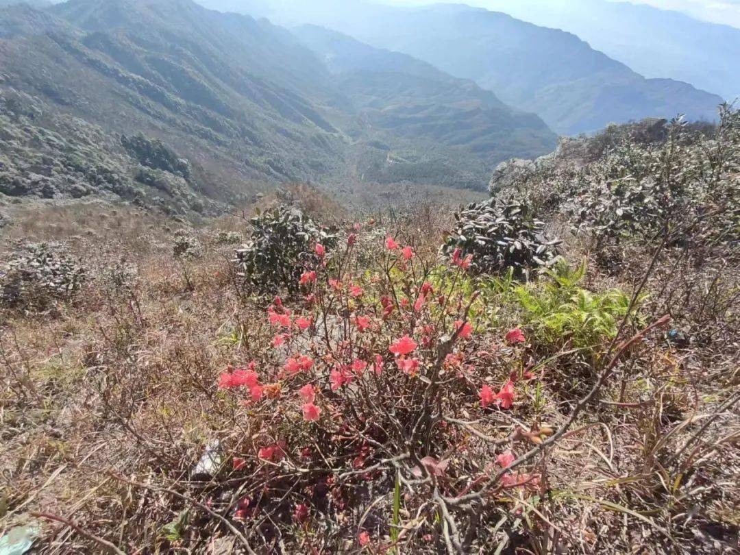 永新秋山介绍图片