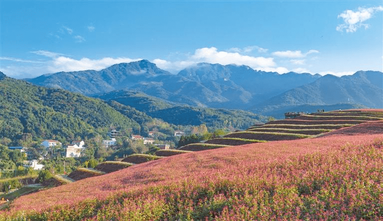 10月中旬,藍田縣九間房鎮峪口村蕎麥嶺上花開正豔(資料照片).