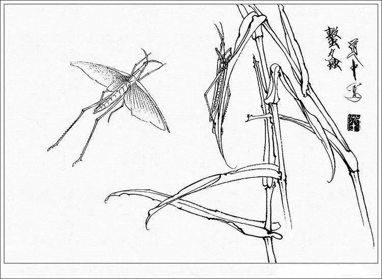 素材| 一组王道中白描花卉草虫画谱35图