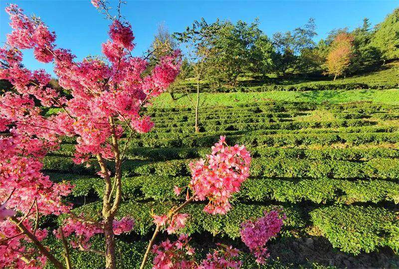 错过等一年……_樱花_冬日_海山