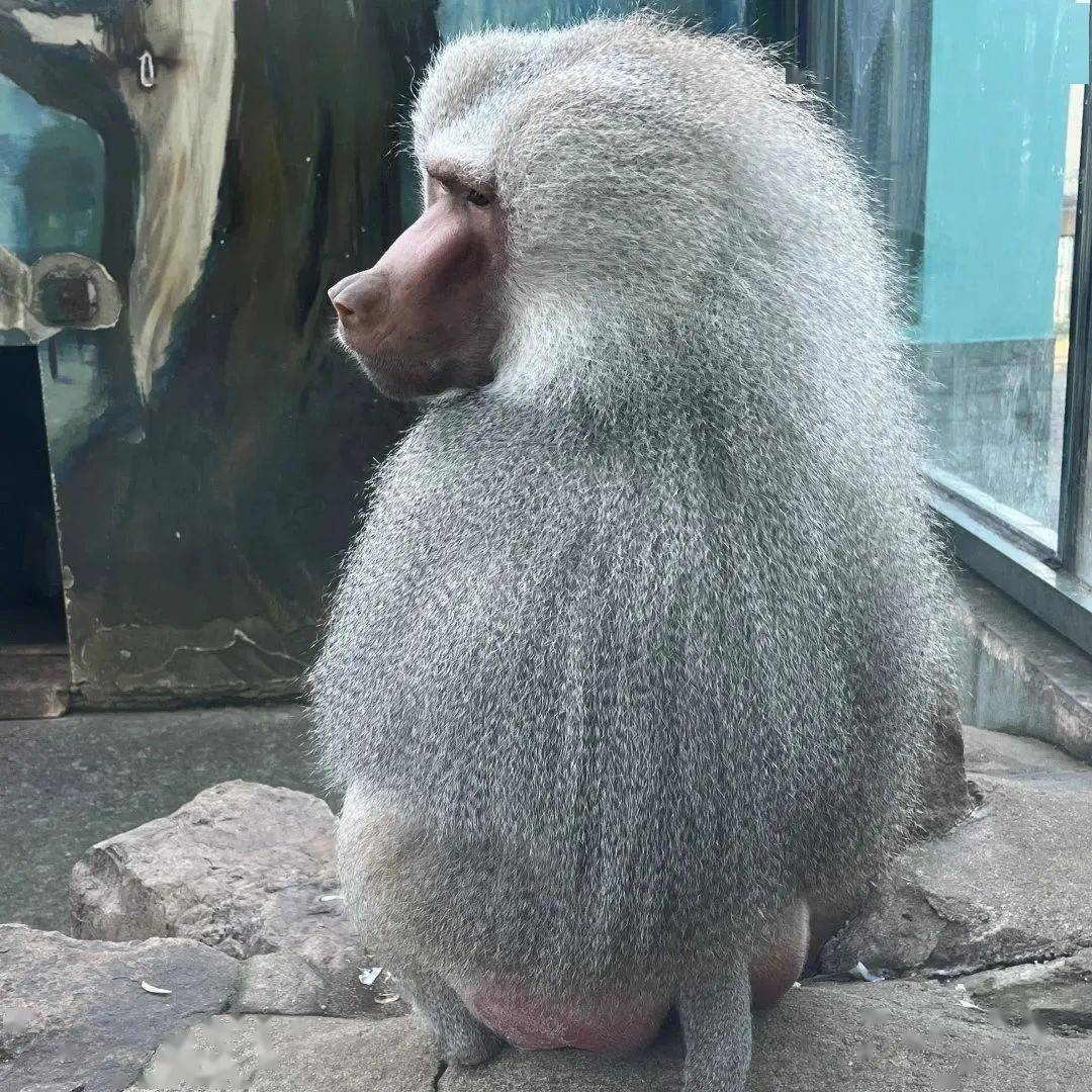 住在隔壁的漂亮姐姐_小美_狒狒_巧克力