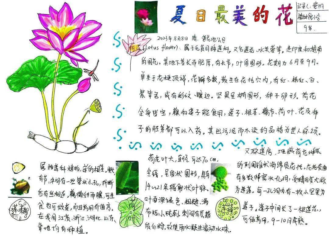 湿地植物手抄报图片