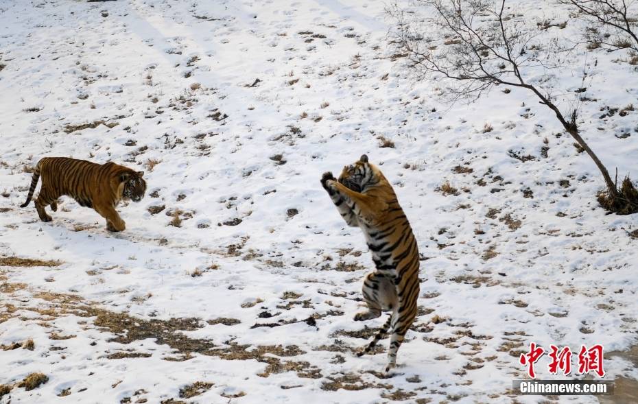 山东济南 猛虎开启雪地撒欢模式