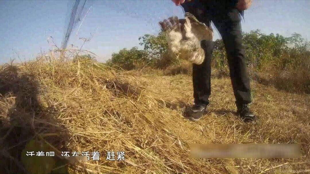 非法狩獵野生動物的犯罪嫌疑人,查獲活體國家二級保護動物斑頭鵂鶹1只