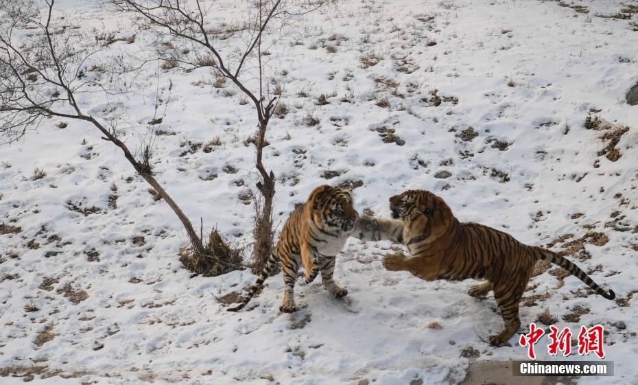 山东济南 猛虎开启雪地撒欢模式