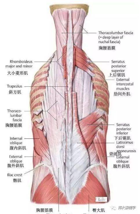 下後鋸肌位於背闊肌中部的深面,借腱膜起自下位兩