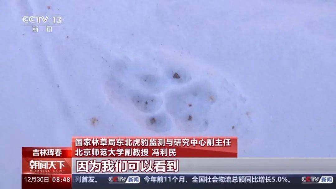 “东北虎咬死东北豹”，专家破案了_老虎_虎豹_监测