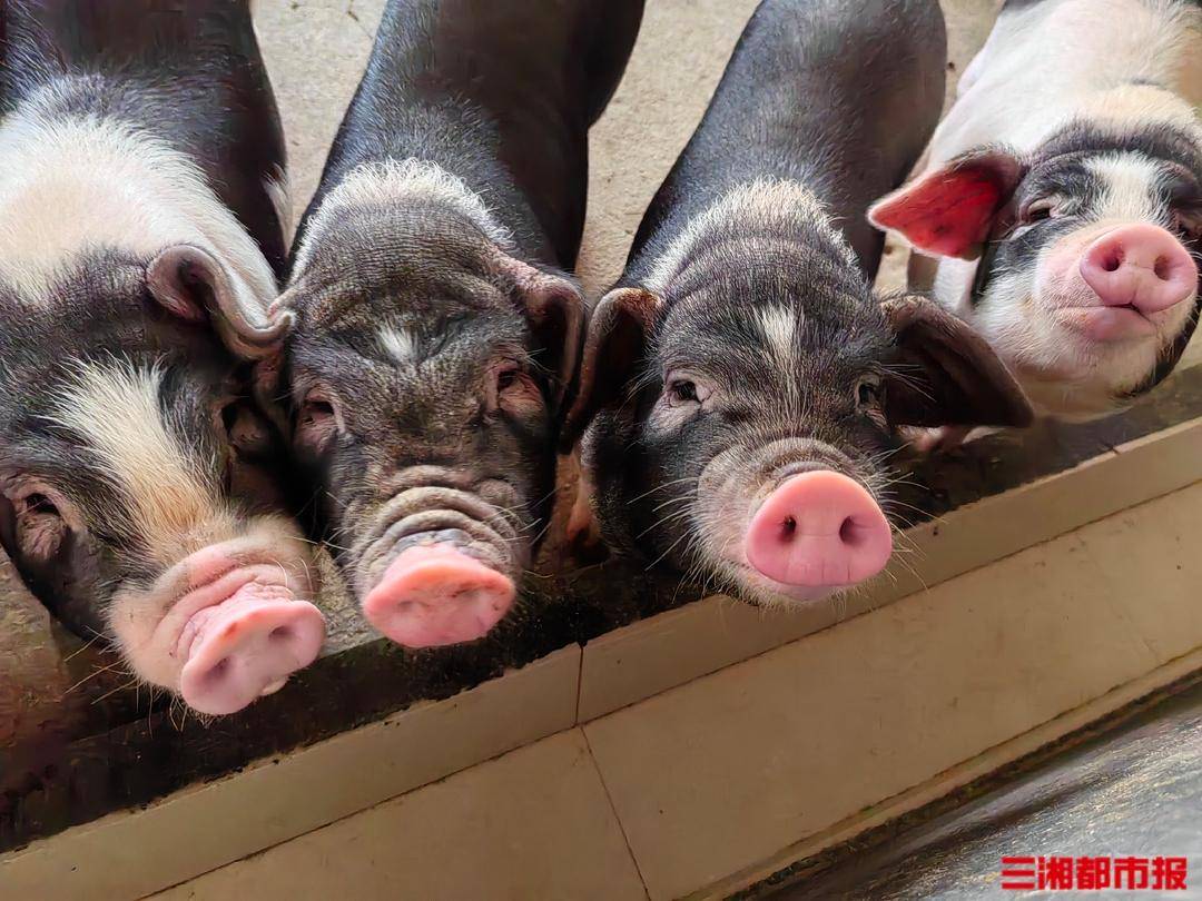 "流沙河镇草冲村的花猪养殖户贺桂香向记者介绍