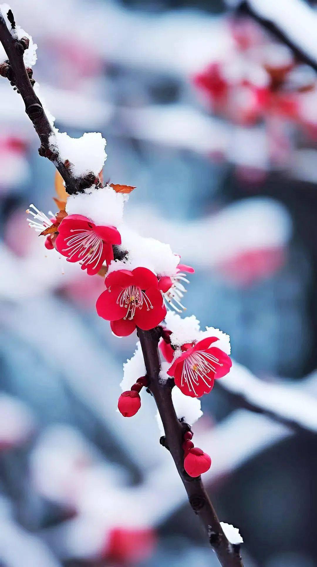 冰雪纷飞梅花红