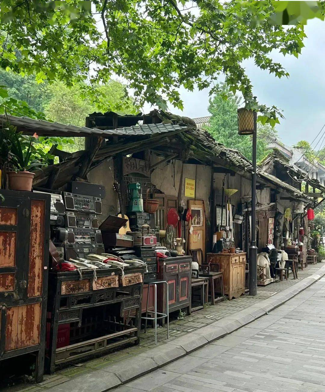 不是參天的古木,卻掩映著清晨的鐘聲,也掩映著居住於此的陽煦山立