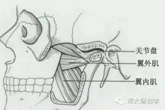 體表神經解剖:三叉神經_感覺_下頜_皮膚