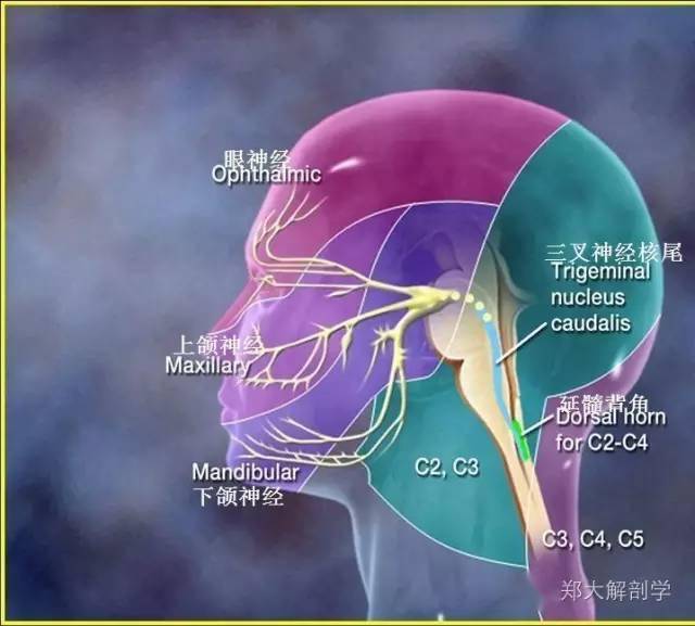 體表神經解剖:三叉神經_感覺_下頜_皮膚