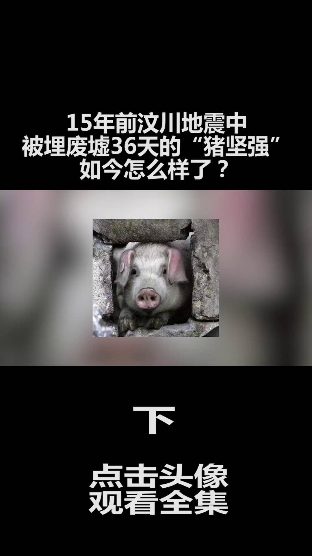 15年前汶川地震中,被埋废墟36天的"猪坚强",如今怎么样了?
